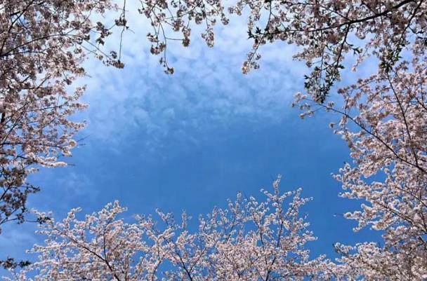 韶关樱花谷花开了吗现在