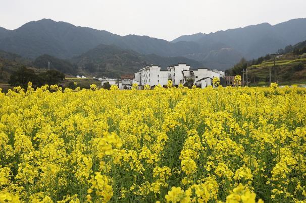 国内春天赏花最佳地点