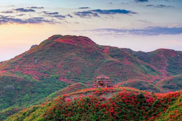 湖南杜鹃花景区都有哪些