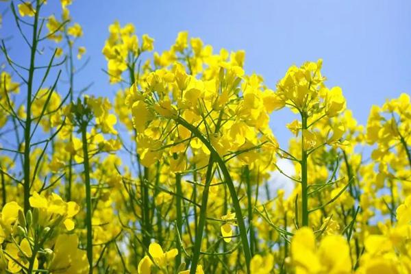 中山哪里有油菜花看