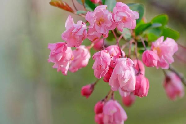许昌春季赏花景点有哪些