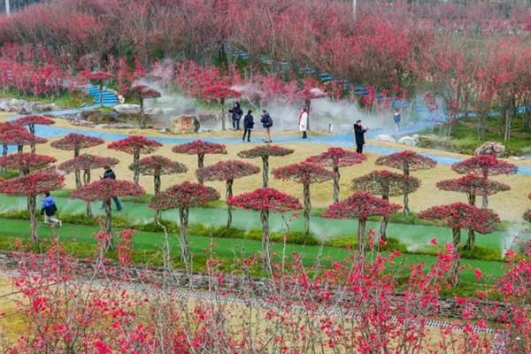 问花村门票价格2024年