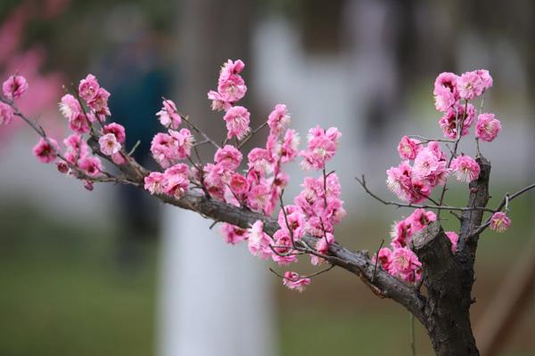 南京看梅花的地方在哪