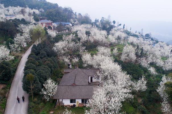 成都免费赏花的地方有哪些