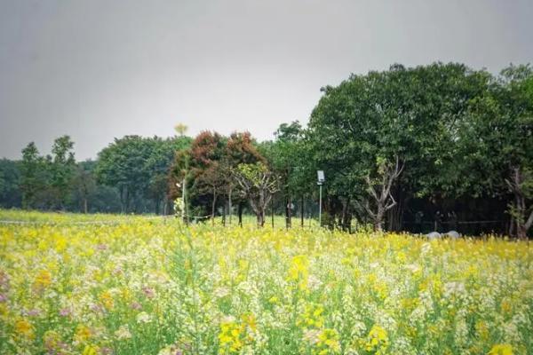 广州哪里有油菜花看的地方啊