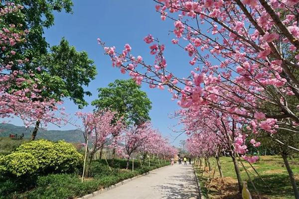 2024从化天适樱花悠乐园门票价格