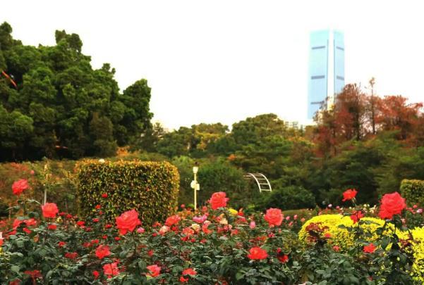 深圳月季花展2024在哪里举行