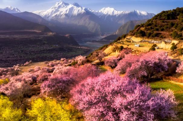 2024林芝桃花节时间 林芝桃花赏花攻略