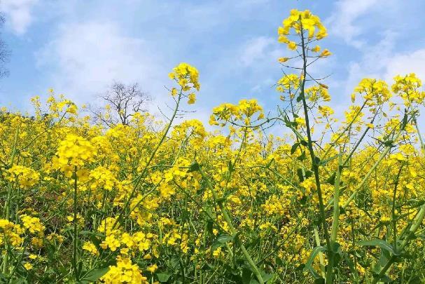 贵阳春季赏花地点有哪些