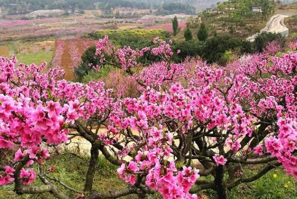 贵阳春季赏花地点有哪些
