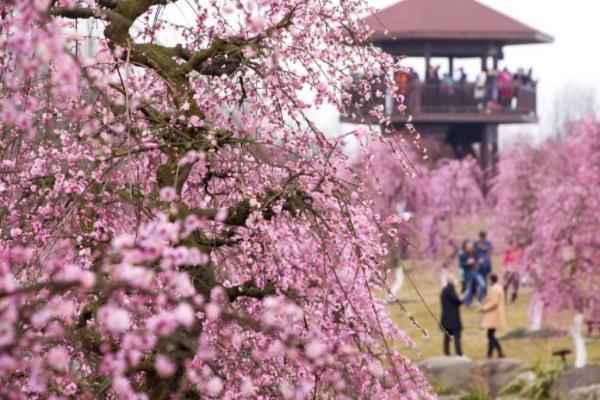 2024成都问花村在哪里门票价格及开放时间