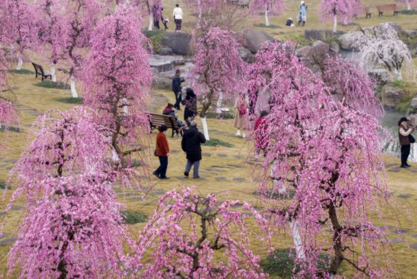 2024成都问花村在哪里门票价格及开放时间