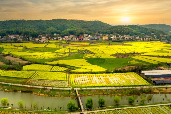 长沙油菜花欣赏有哪些地方