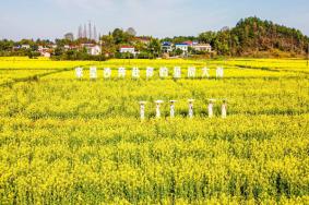 长沙油菜花欣赏有哪些地方