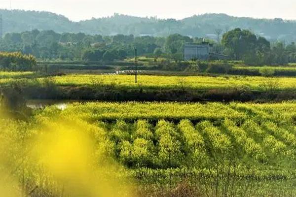 长沙油菜花欣赏有哪些地方