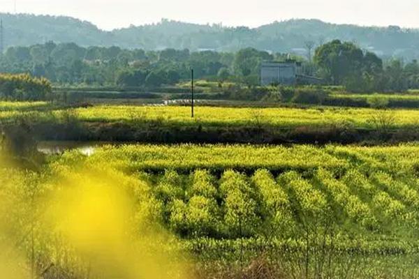 长沙油菜花欣赏有哪些地方