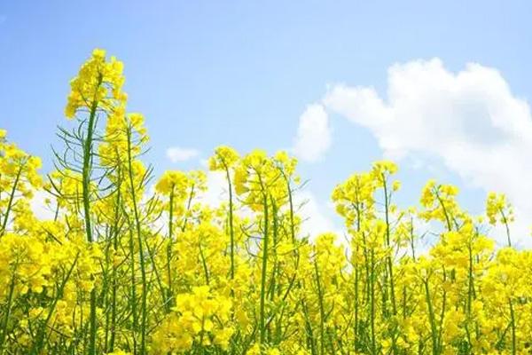 贵阳油菜花去哪看