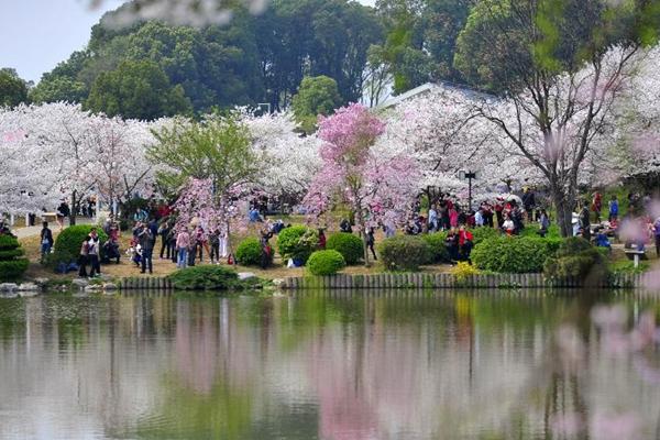 2024武汉东湖磨山樱花园门票价格