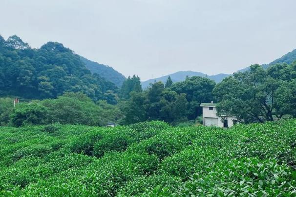 杭州春游踏青游玩路线推荐