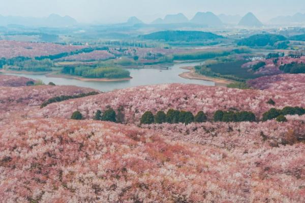 2024平坝樱花园门票是多少 平坝樱花园交通