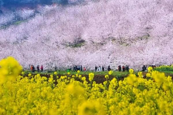 2024平坝樱花园门票是多少 平坝樱花园交通