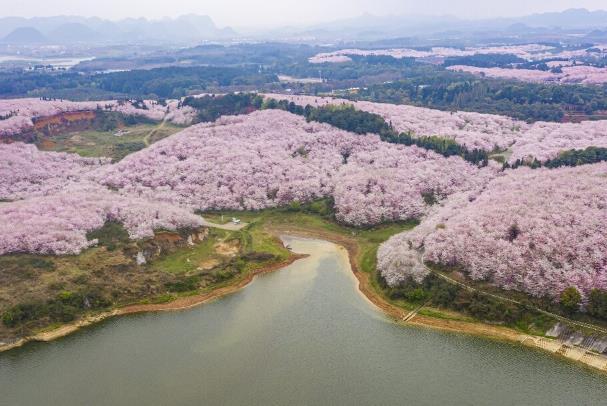 2024平坝樱花园门票是多少 平坝樱花园交通