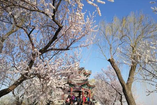 2024天津桃花节在哪里举办 什么时候开始