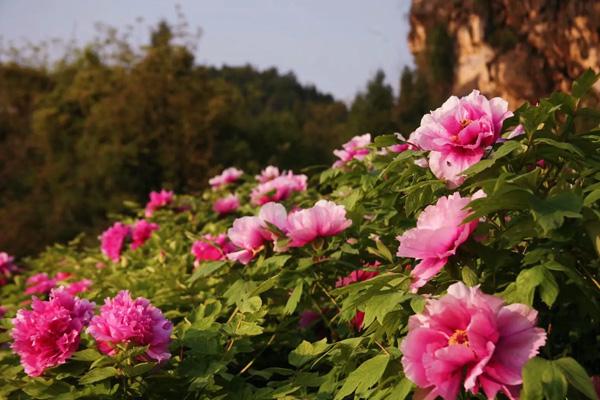 重庆垫江看牡丹花在哪里