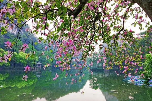 肇庆看花哪里好