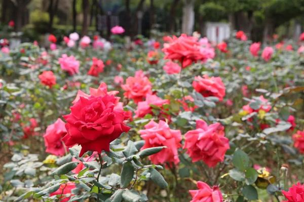 肇庆看花哪里好