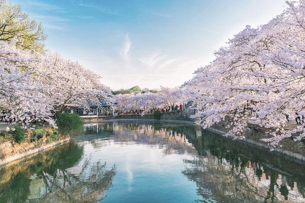 鼋头渚看樱花住哪里好