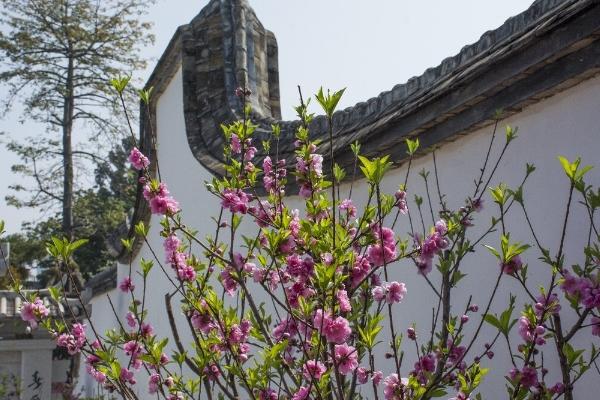 福州乌山赏花地点有哪些