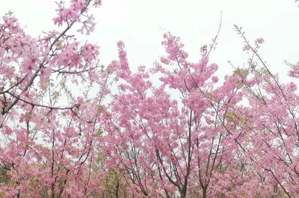 广西春天开什么花 赏花地点推荐