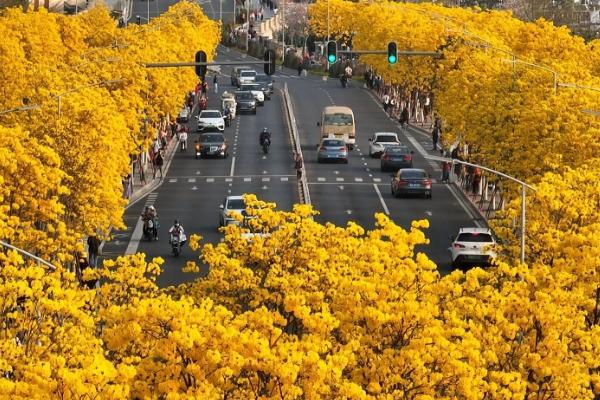 广西春天开什么花 赏花地点推荐