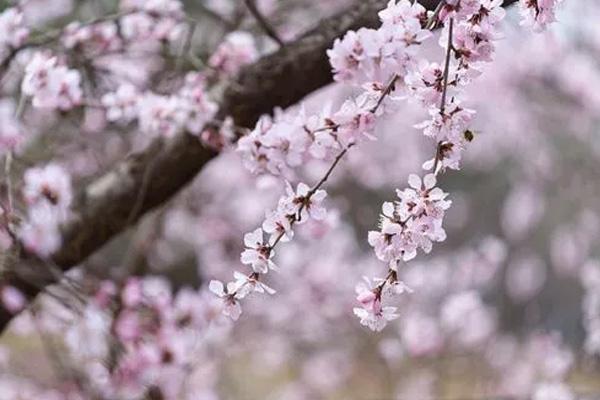 大连看桃花的地方在哪