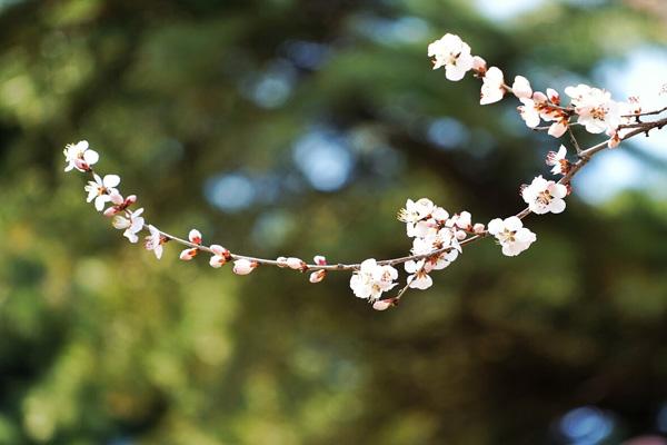 大连看桃花的地方在哪