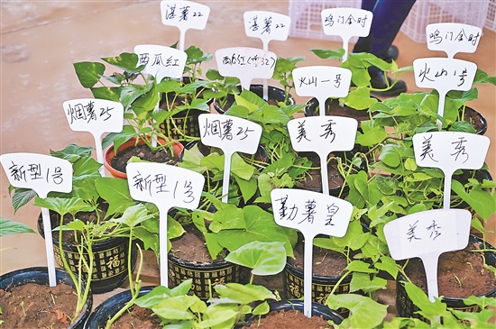 
			看“中国第一甜县”的“广薯”新探索
		(图3)