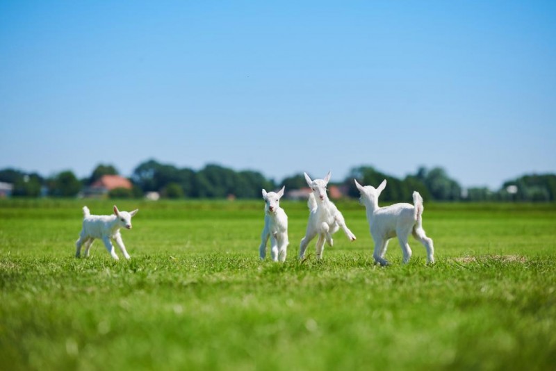 “全球羊奶第一品牌”佳贝艾特连续6年占比进口婴幼童羊奶粉销售份额超6成(图3)