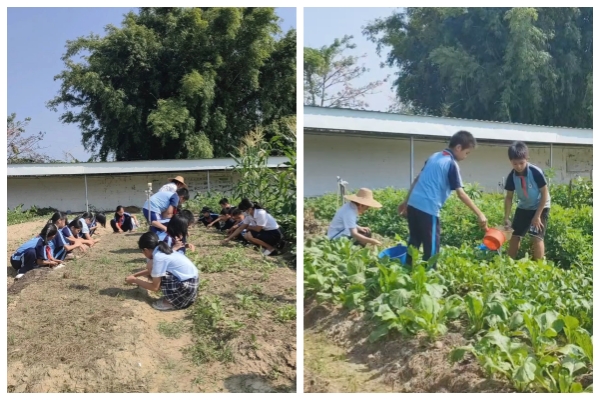 佛冈县黄塱小学劳动实践.jpg