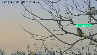 ?鸟脸识别？广州海珠国家湿地公园解锁生态监测新技术(图1)