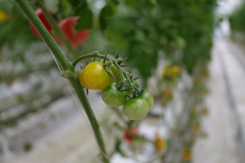 “AI番茄”：智慧农业种出“儿时味道”(图1)