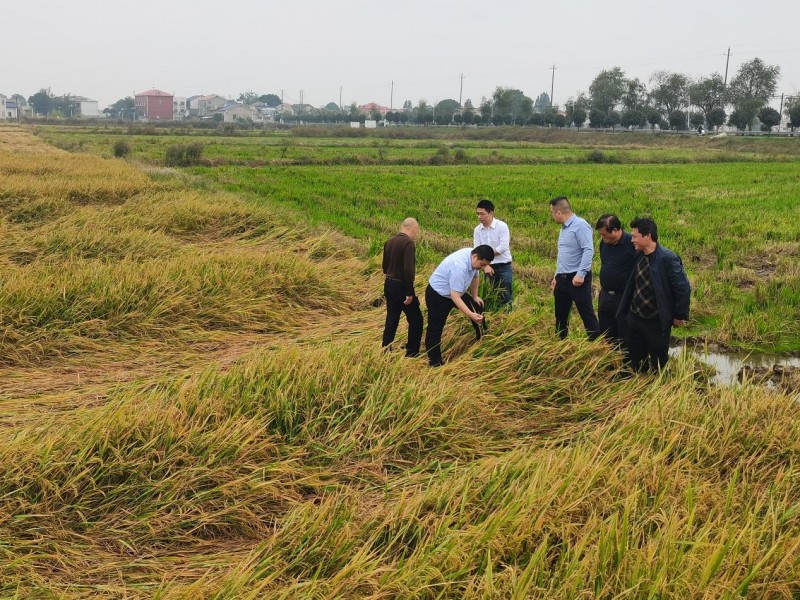 承保8.73万亩 中国人寿财险湖南省分公司创新推出镉低积累水稻产量保险(图1) 20260114141205532891067.jpeg