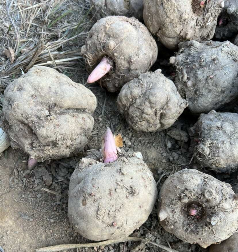 哪里有大个的新鲜魔芋批发？鲜魔芋市场价格多少钱一斤全揭秘（附源头直采渠道）(图1)