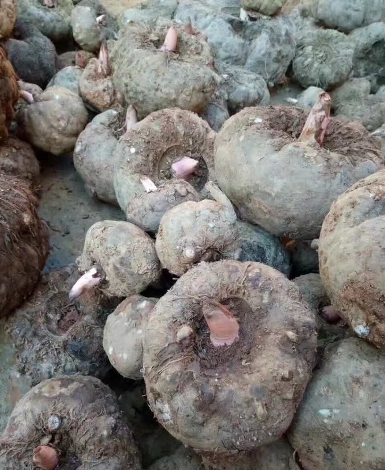 哪里有大个的新鲜魔芋批发？鲜魔芋市场价格多少钱一斤全揭秘（附源头直采渠道）(图3)