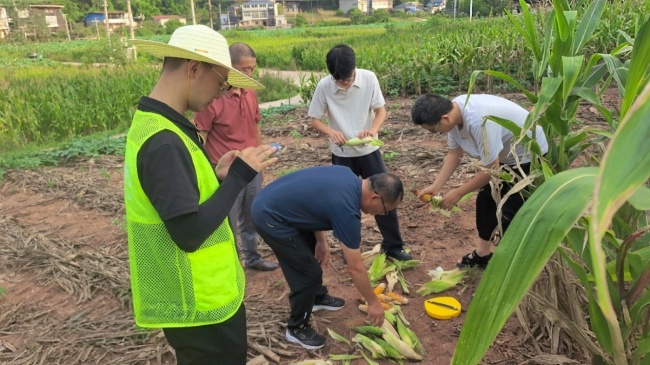 巴蜀沃野践初心 田间地头守丰收  中国人寿财险四川分公司的农险守护(图1)