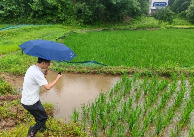 巴蜀沃野践初心 田间地头守丰收  中国人寿财险四川分公司的农险守护(图3)