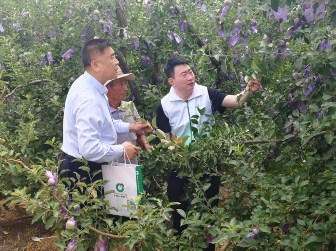 中国人寿财险山东省淄博中支深耕主责主业——农业保险为产业振兴系牢“安全带”