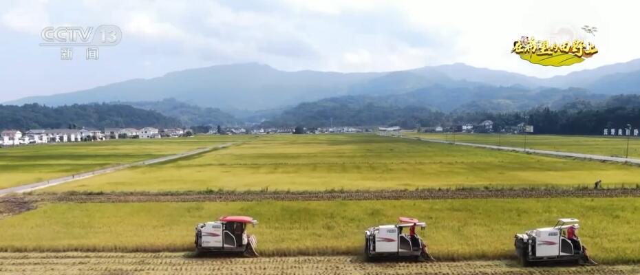 加强新技术、新品种示范推广 四川眉山十余万亩水稻陆续“归仓”